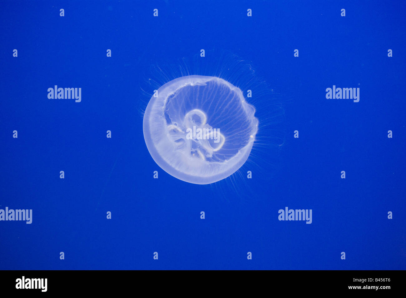 Les méduses, Moon Jelly, Aurelia aurita Banque D'Images