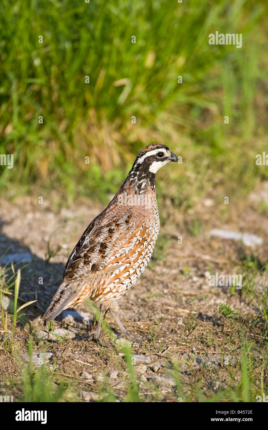Colin de Virginie Colinus virginianus St Louis Missouri United States 20 mai mâle adulte Phasianidae Banque D'Images