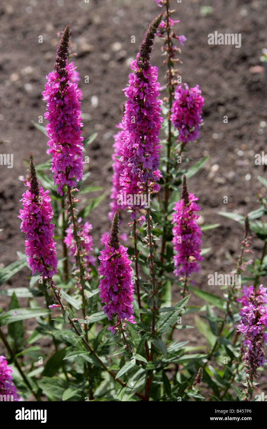 La salicaire pourpre, Lythrum salicaria, Lythraceae Banque D'Images