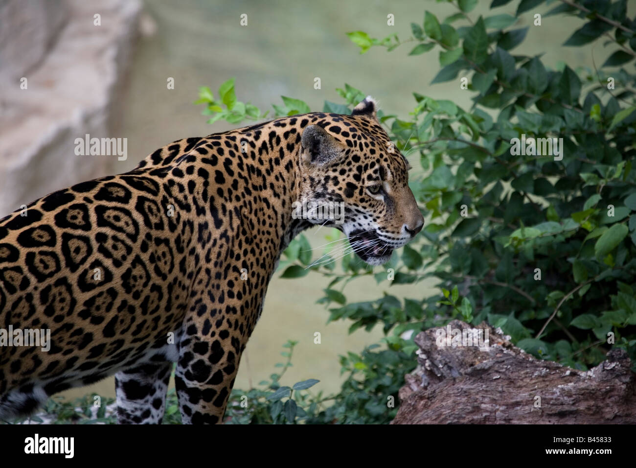 Jaguar sur le vagabondage. Banque D'Images