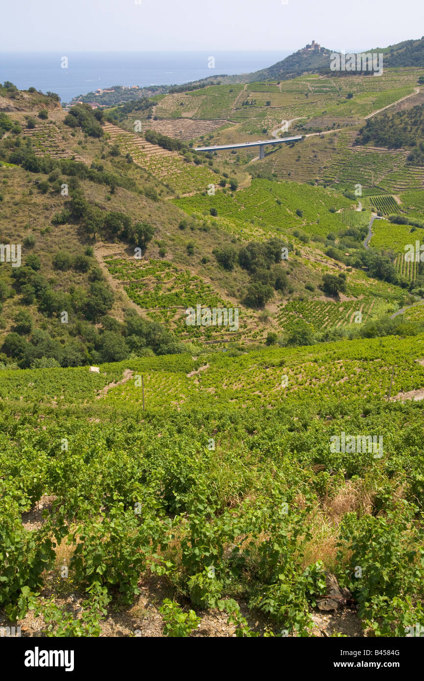 Vignes à Collioure dans l'arrière pays de la Côte Vermeille Méditerranée / Sud de France Banque D'Images