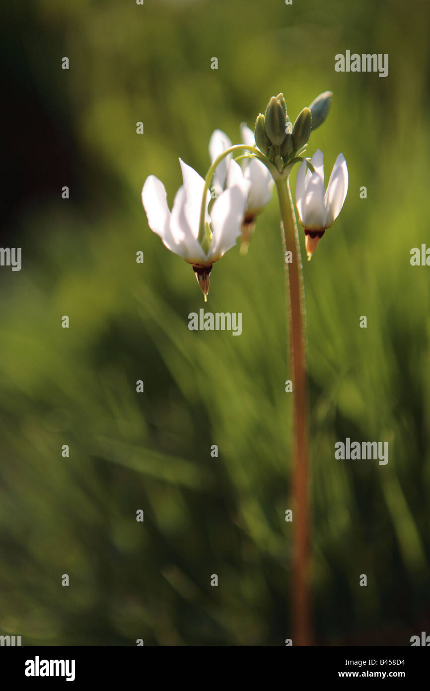 SHOOTING STAR DODECATHEON TRANDAFIRILOR DANS LE NORD DE L'ILLINOIS PRAIRIE AU PRINTEMPS Banque D'Images