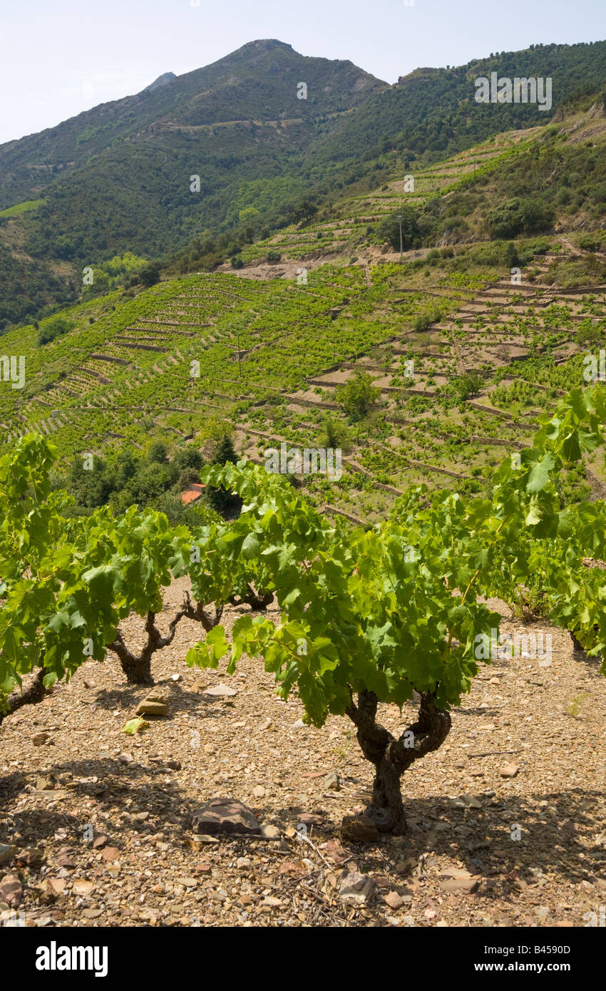 La viticulture sur terrasses à Collioure dans l'arrière pays de la Côte Vermeille Méditerranée / Sud de France Banque D'Images