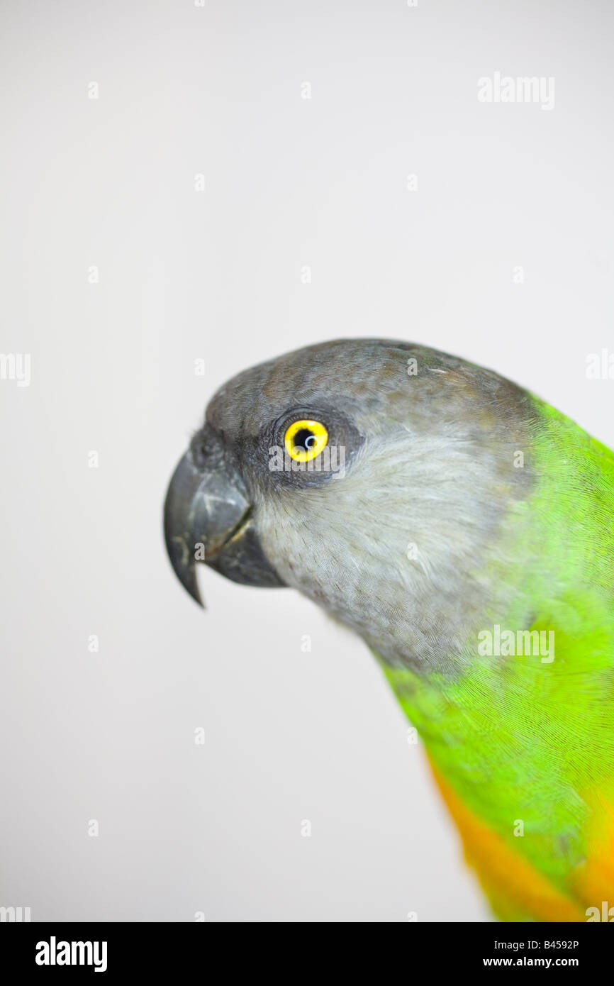 Sénégal Parrot posing in studio Banque D'Images