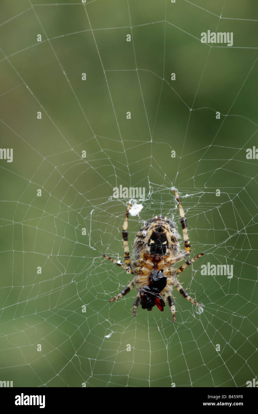Jardin araignée dans le web avec les proies Potton Bedfordshire Banque D'Images