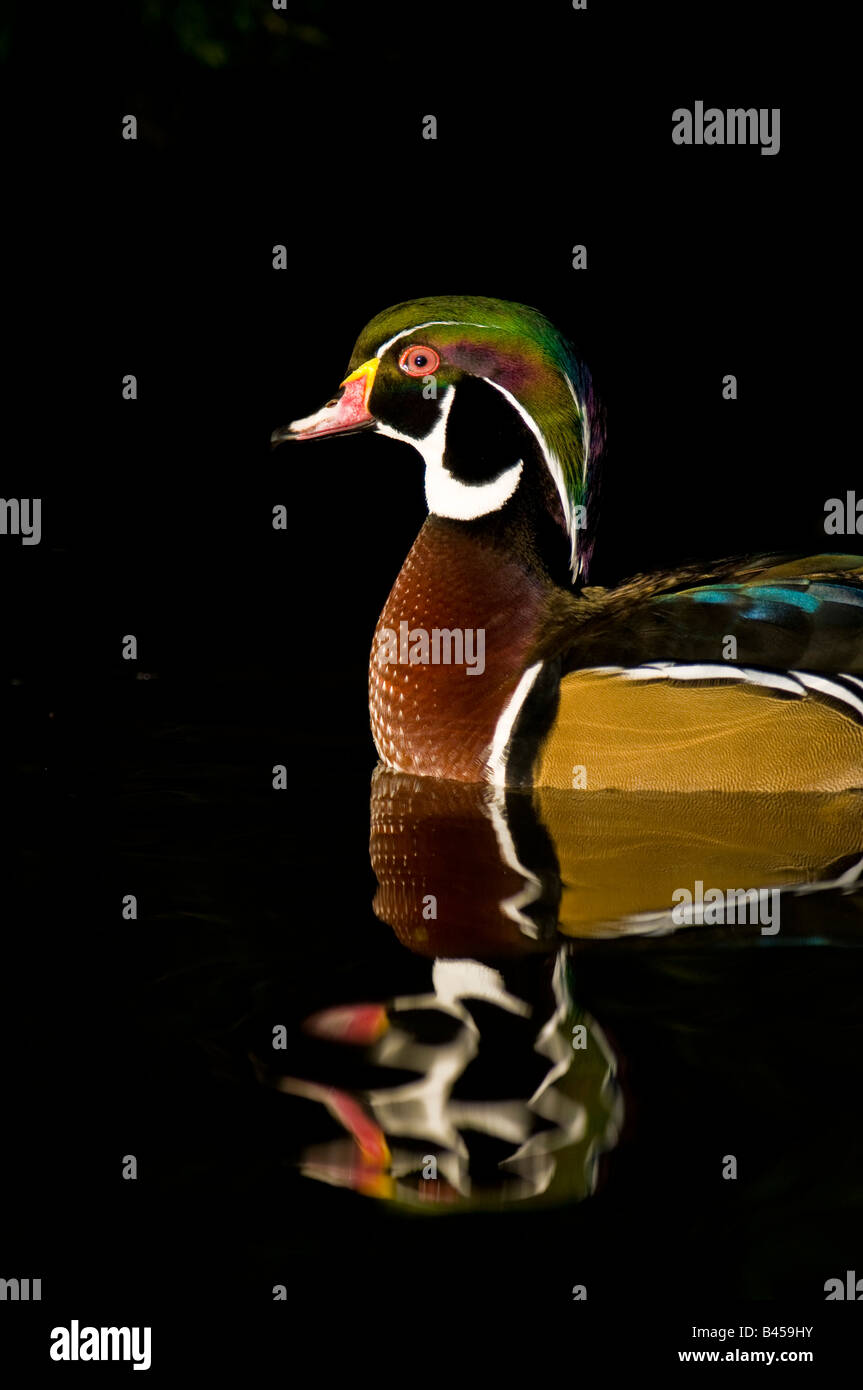 Canard Mandarin Aix galericulata swimmingby le bord d'une piscine rocky:Lancashire Banque D'Images