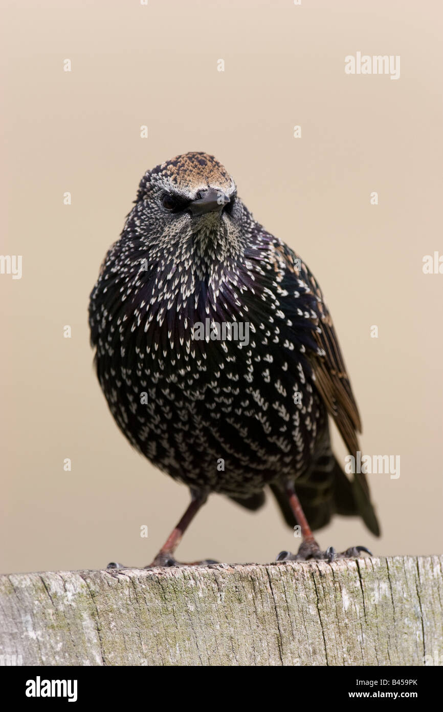 L'Étourneau sansonnet adultes Sternus vulgaris assis sur clôture en bois. Banque D'Images