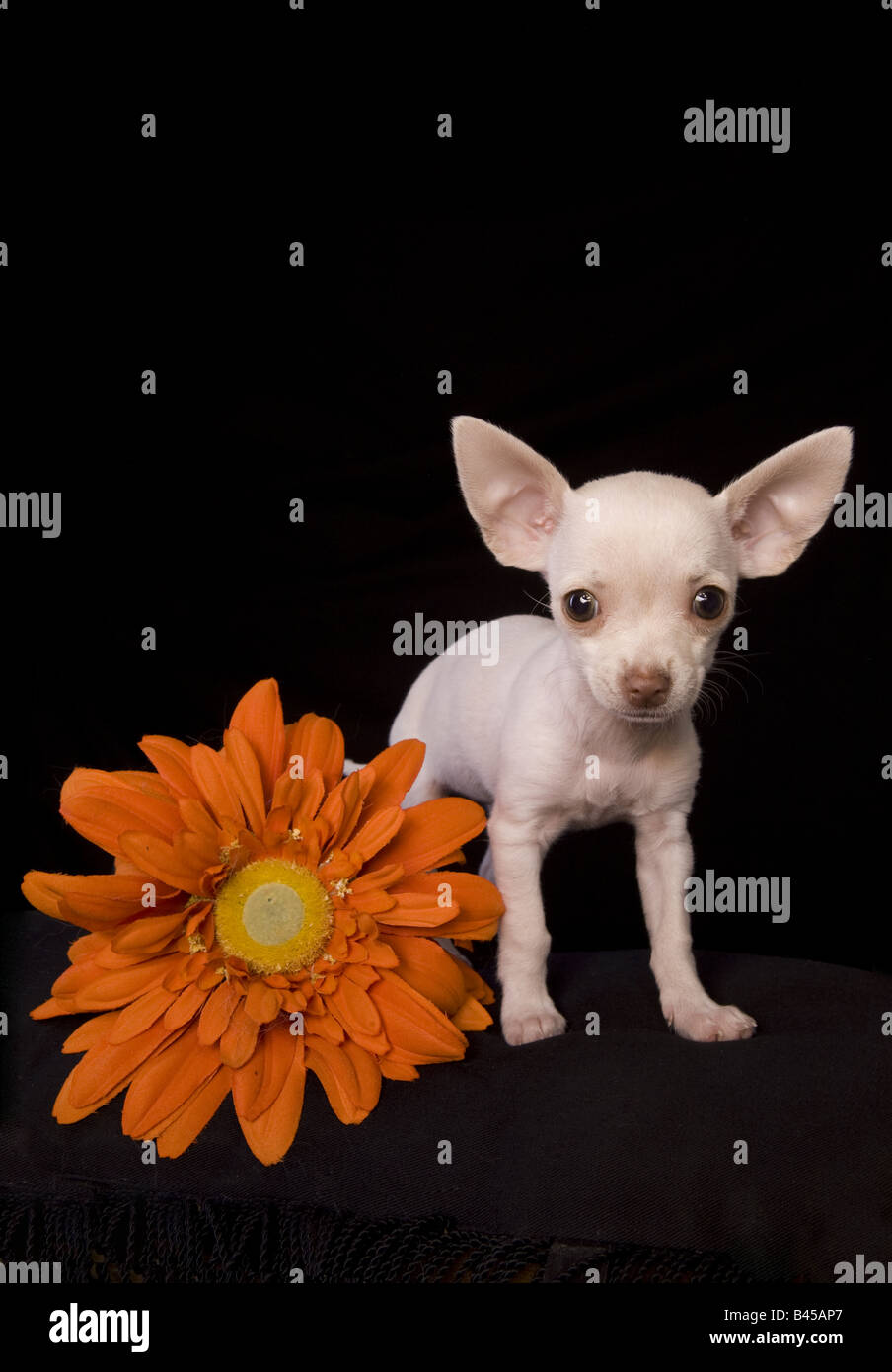 Couleur crème mignon chiot Chihuahua à poils courts sur fond noir avec fleur orange Banque D'Images