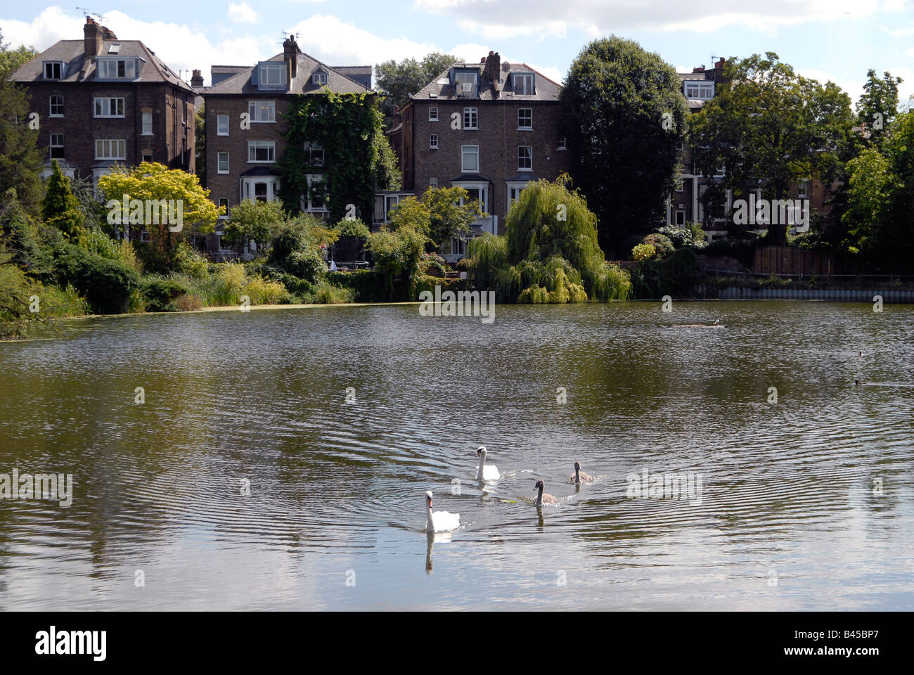 Sur le bord du lac de Hampstead Heath avec cygnes et logements de luxe, Londres UK Banque D'Images