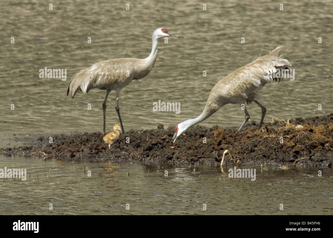 Zoologie Animaux Oiseaux Aviaire Grues Grue Du Canada