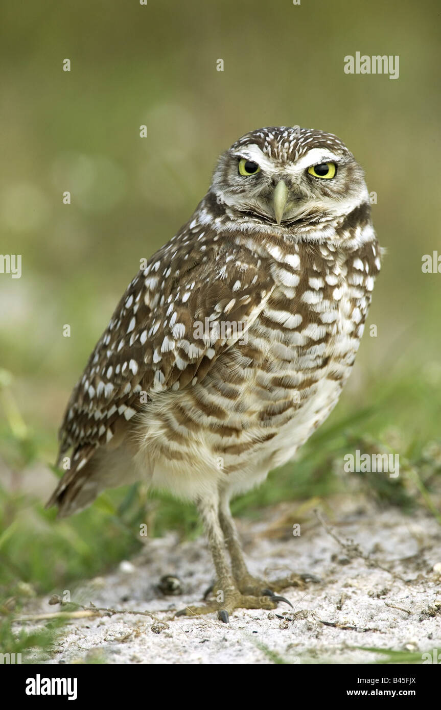 Zoologie / animaux, oiseaux, hiboux / aviaire, la Chevêche des terriers (Athene cunicularia), Florida, USA, distribution : Amérique du Nord et en Amérique du Sud, Additional-Rights Clearance-Info-Not-Available- Banque D'Images