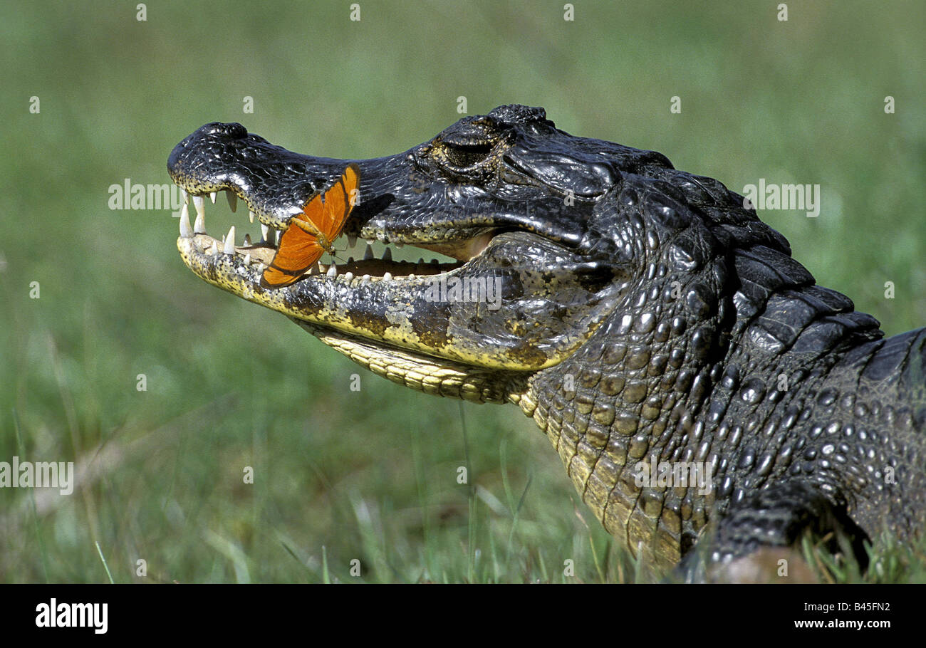 Zoologie / animaux, reptiles, crocodiles, caïmans à lunettes, (Caiman crocodilus yacare), avec flambeau, Pantanal, Brésil, distribution : Amérique du Sud, Additional-Rights Clearance-Info-Not-Available- Banque D'Images