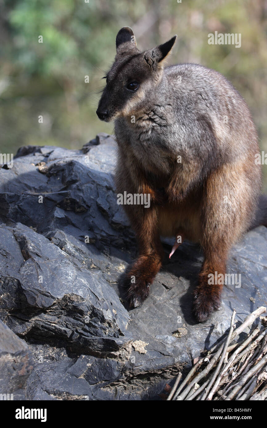 Rock wallaby à queue en brosse reposant sur un rocher Banque D'Images