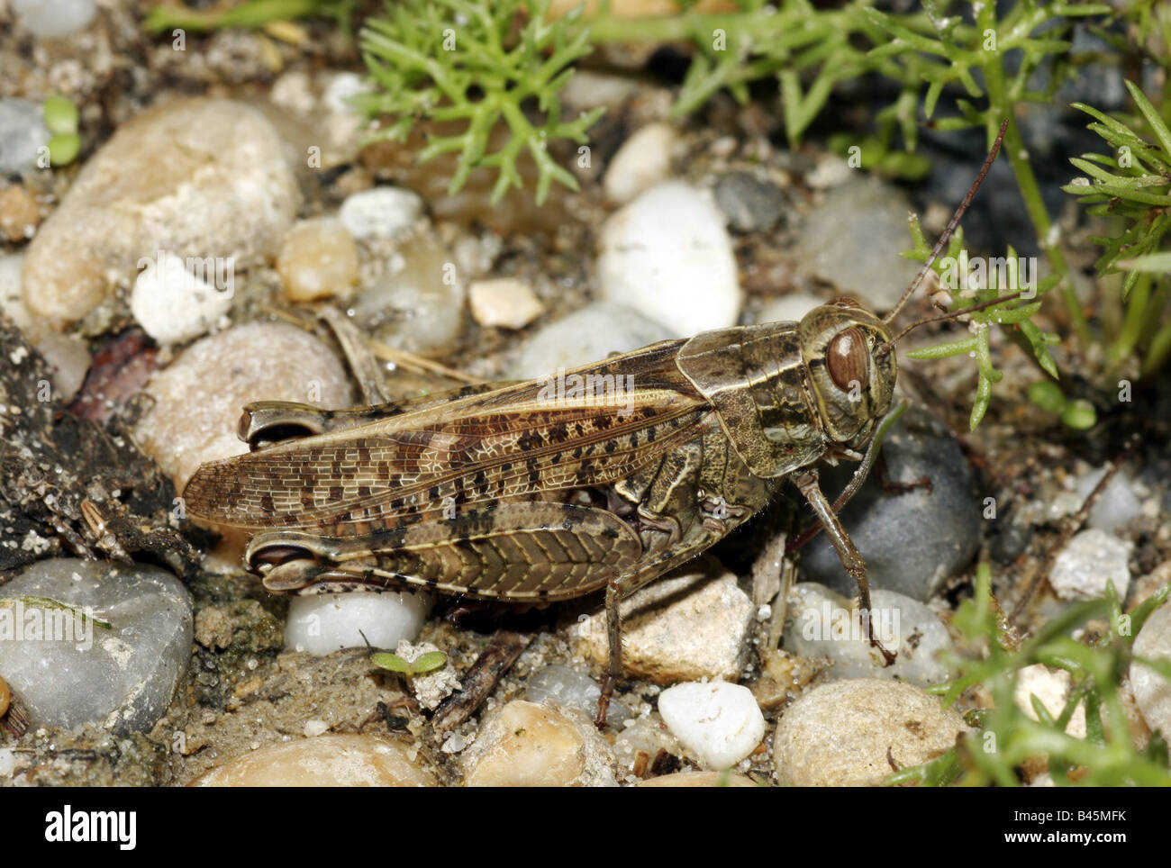 Zoologie / animaux, insecte, Calliptaminae Calliptamus italicus, assis, sur le sol rocheux, montagnes Leitha, Autriche, distribution : Europe Additional-Rights Clearance-Info-,-Not-Available Banque D'Images
