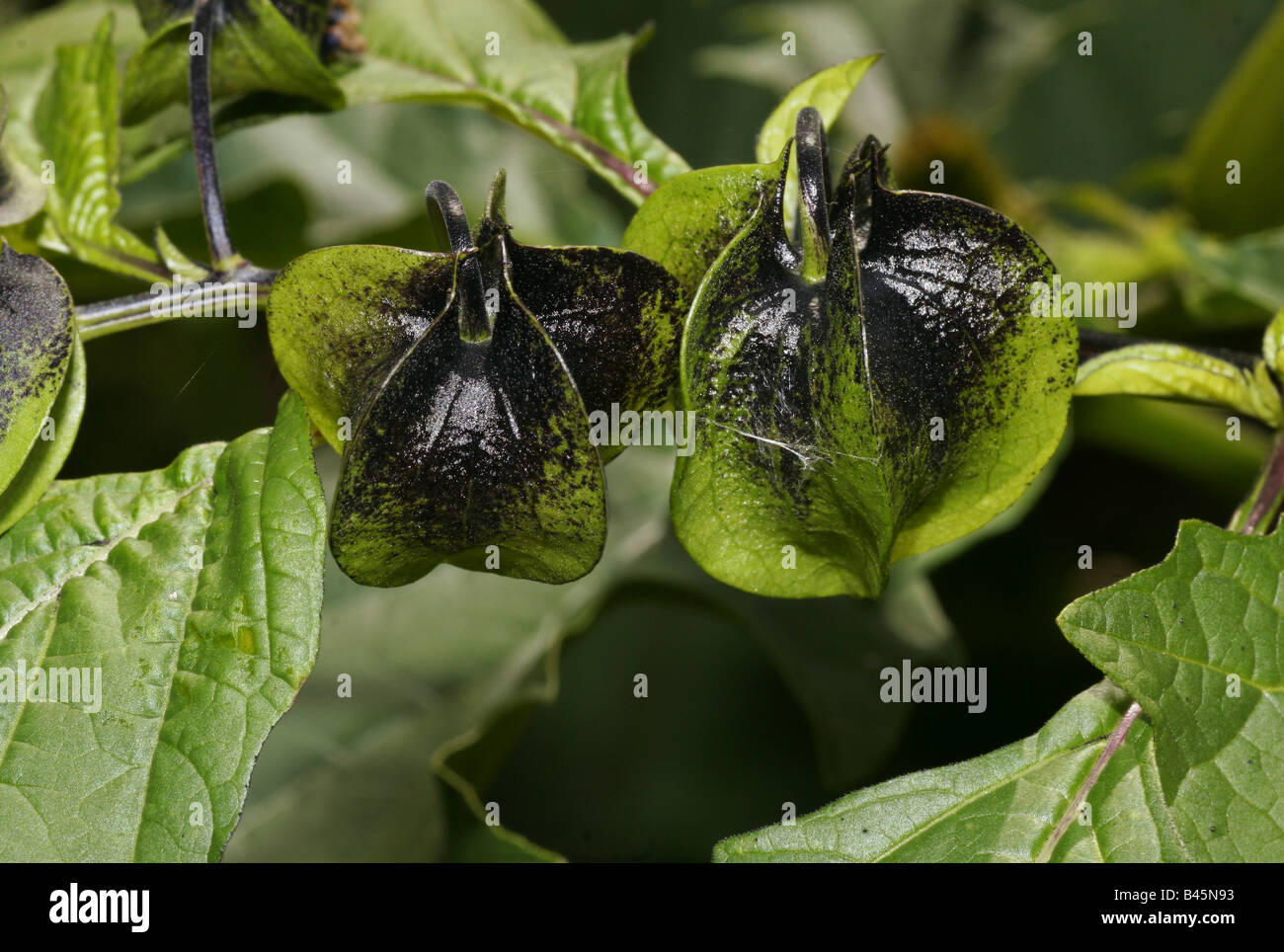 Botanique, Nicandra, 'Shoo-fly Plant' (physaloides Nicandra), deux boutons de fleurs, plantes, Buchhofen Additional-Rights, Allemagne,-Clearance-Info-Not-Available Banque D'Images