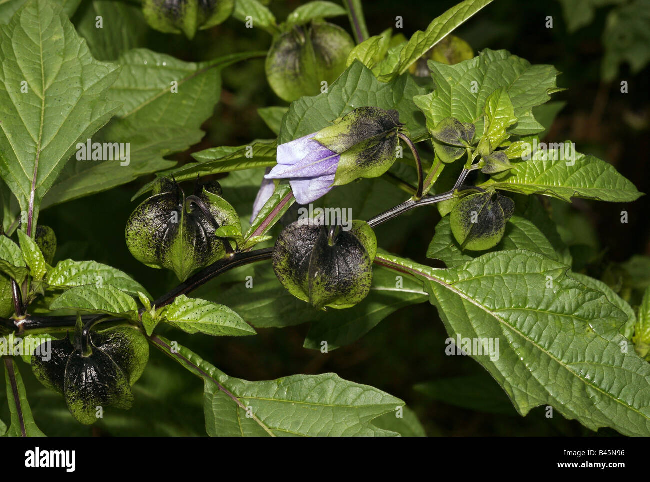 Botanique, Nicandra, 'Shoo-fly Plant' (physaloides Nicandra), plusieurs boutons de fleurs et plantes, fleurs, Buchhofen Additional-Rights, Allemagne,-Clearance-Info-Not-Available Banque D'Images