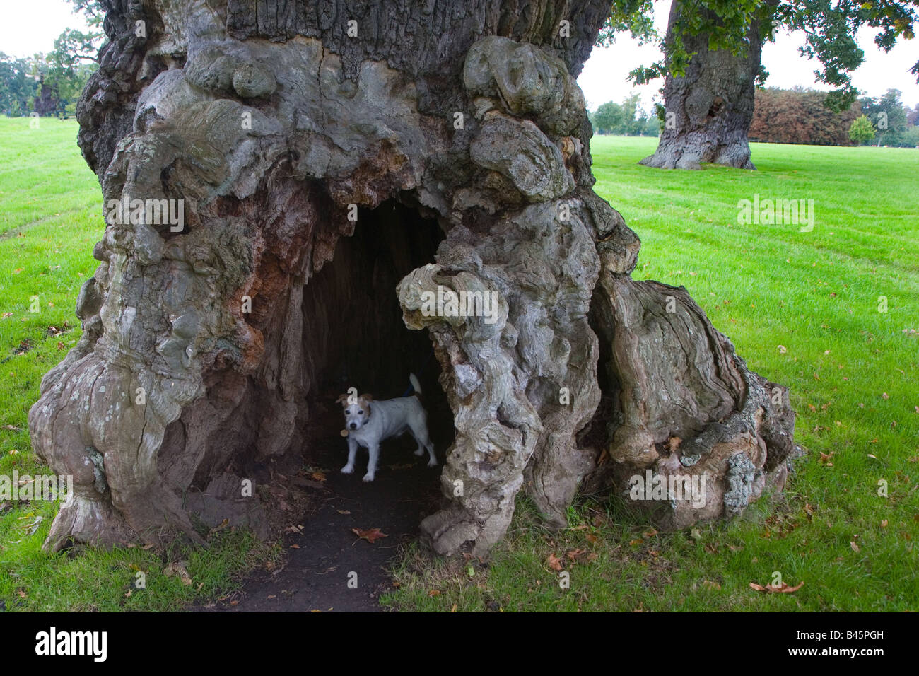 Chêne antique dans Blenheim Park Oxfordshire Banque D'Images