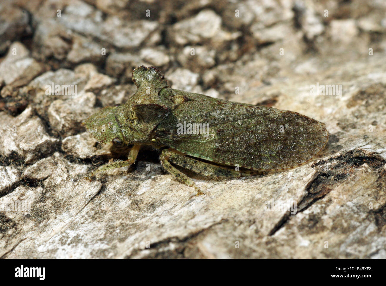 Zoologie, les insectes, les cicadelles, Horned leaf hopper (Ledra aurita), sur-Clearance-Info Additional-Rights bork,-Not-Available Banque D'Images