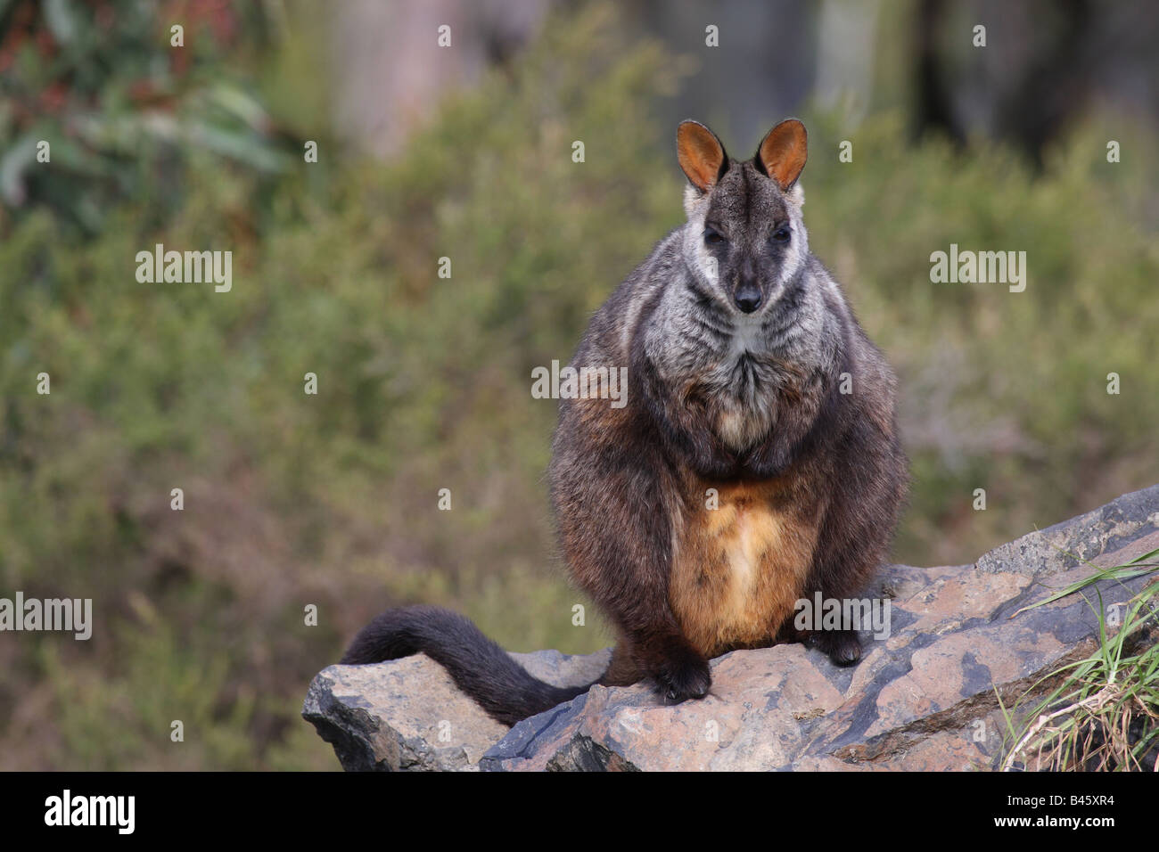 Rock wallaby à queue en brosse debout sur un rocher Banque D'Images