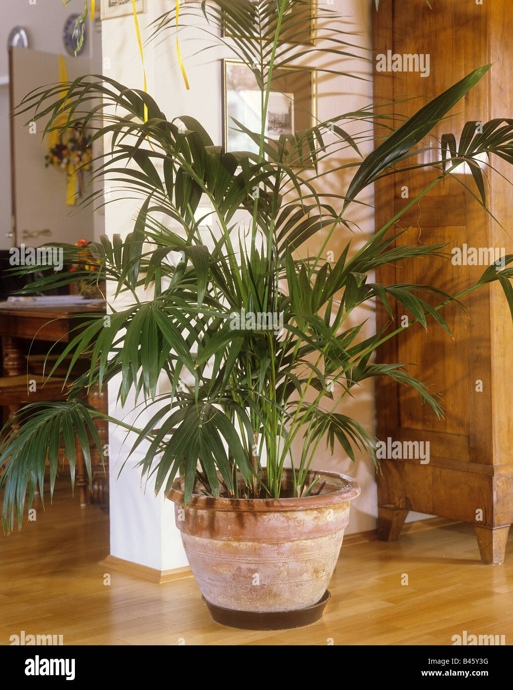 Kentia palm pot Banque de photographies et d'images à haute résolution -  Alamy