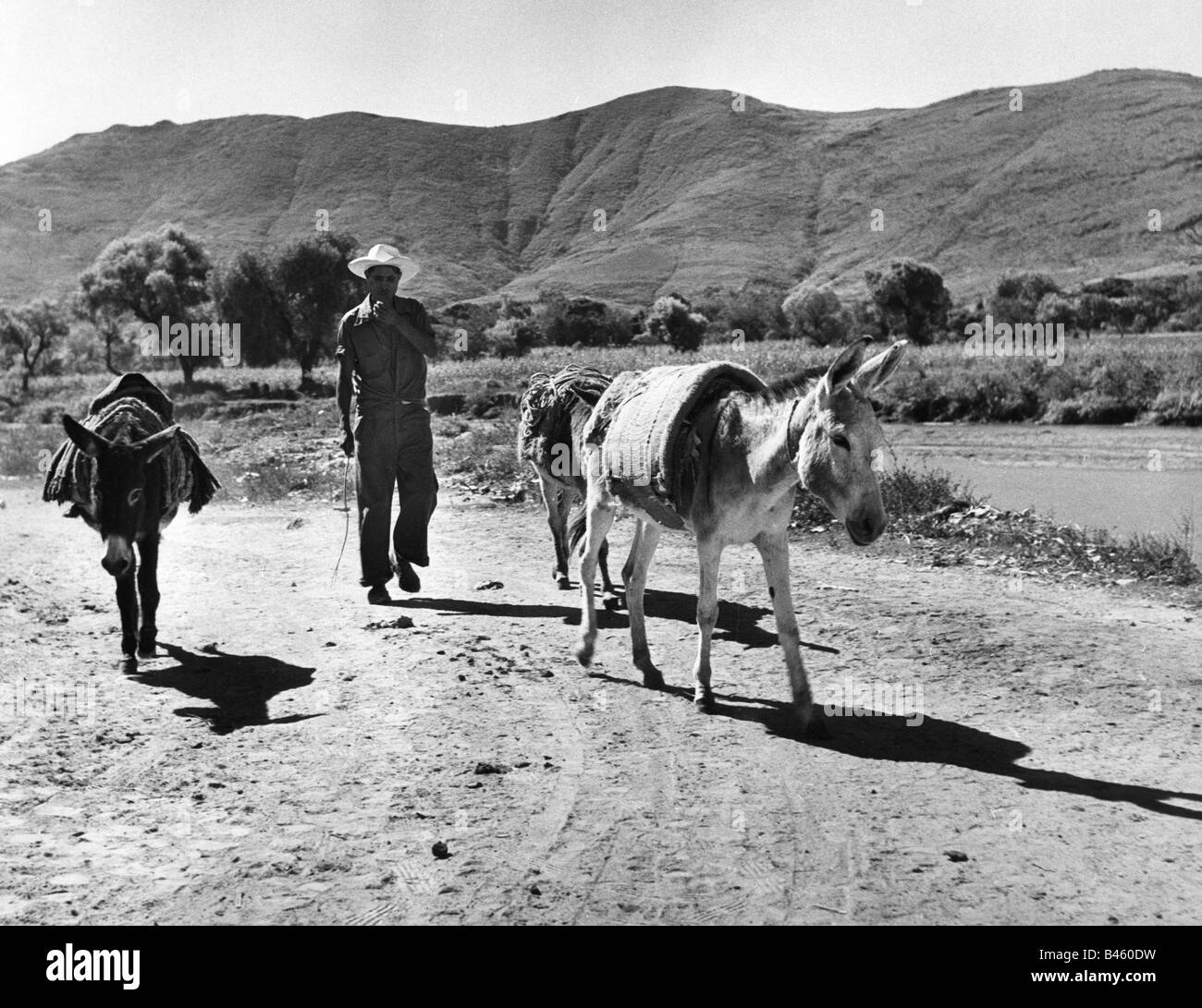 Géographie / voyages, Mexique, transport / Transport, route de campagne avec animaux de compagnie, années 1950, Banque D'Images