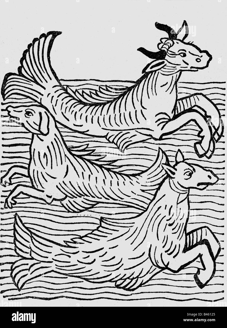 Superstition, créatures mythiques, 'Sea-vache, mer-chien et mer-cheval', coupe de bois, 'Hortus sanitatis', imprimé par Jakob Meydenbach, Mainz, 1491, , Banque D'Images