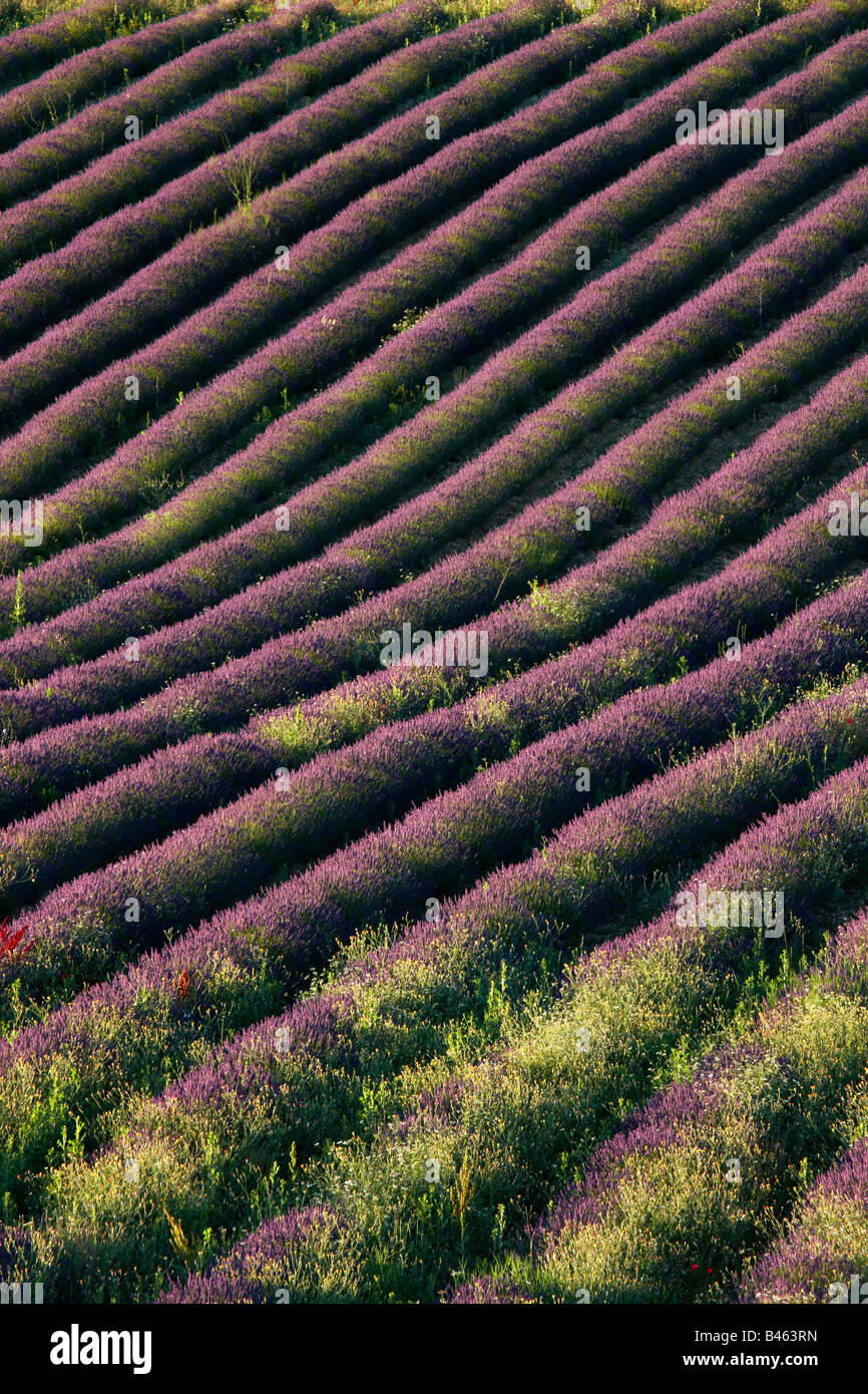 Rangées de lavande dans un champ près de St-Saturnin-les-Apt, le Vaucluse, Provence, France Banque D'Images