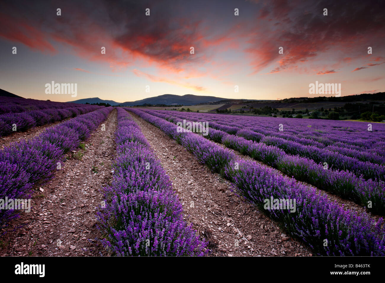 À l'aube dans un champ lavande de Sault, le nr Vaucluse, Provence, France Banque D'Images