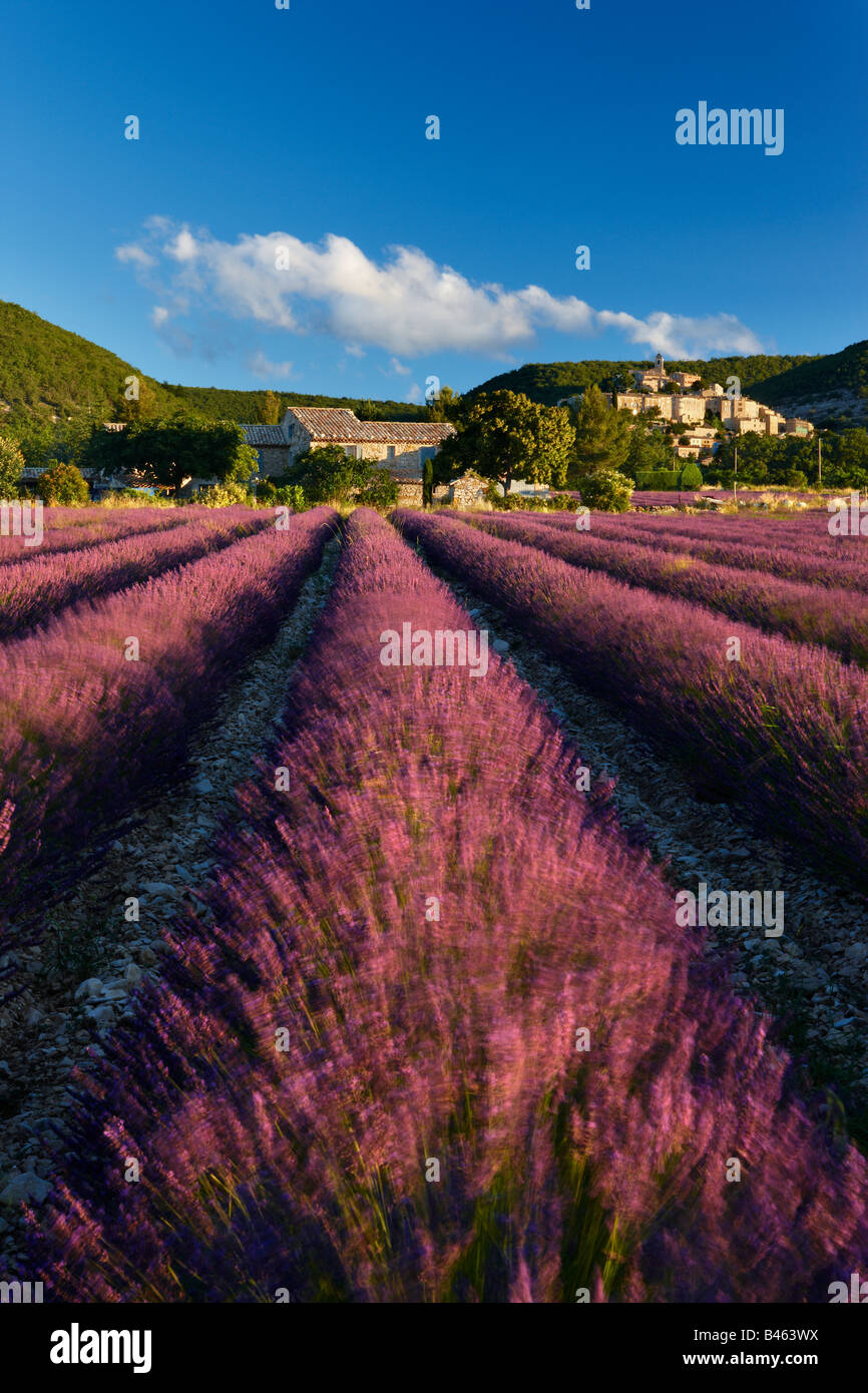 Un champ de lavande avec le village de Banon au-delà, le Vaucluse, Provence, France Banque D'Images