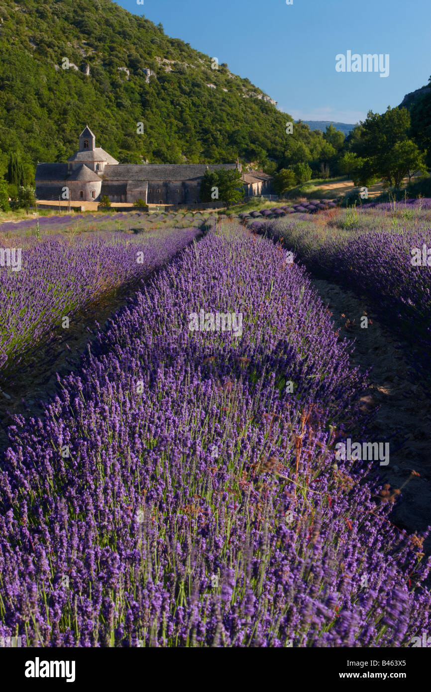 Un champ de lavande en face de l'Abbaye de Sénanque, près de Gordes, le Vaucluse, Provence, France Banque D'Images