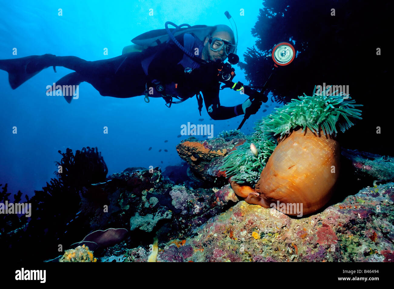 Démonstration plongeur flottabilité neutre parfait alors qu'il survole un immense anémone orange avec un poissons clowns colonie sur un récif fidjien Banque D'Images