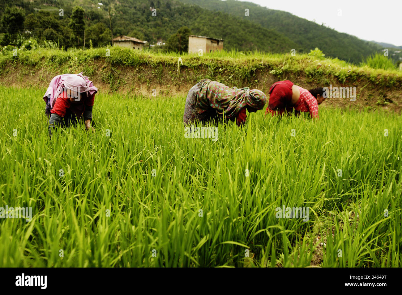 Les femmes travaillant dans le paddy de riz, au Népal Banque D'Images