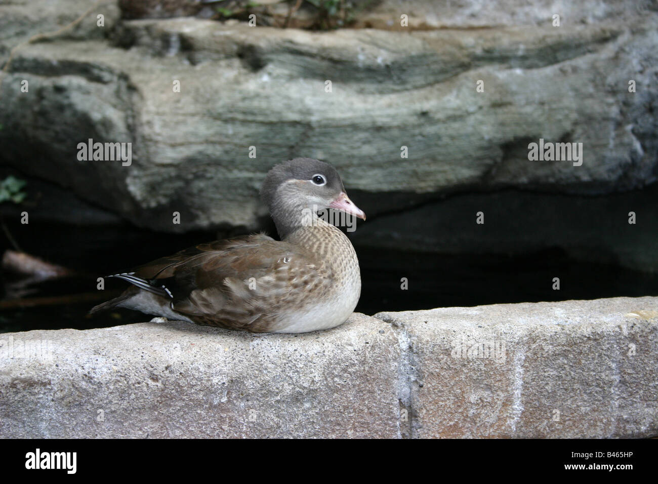 Une femelle sarcelle annelé, une espèce de canard originaire d'Amérique du Sud, assis sur un muret en pierre dans une volière. Banque D'Images