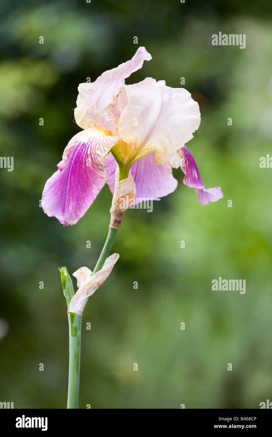 Violet et jaune fleur iris jardin en profondeur de champ peu profondes Banque D'Images