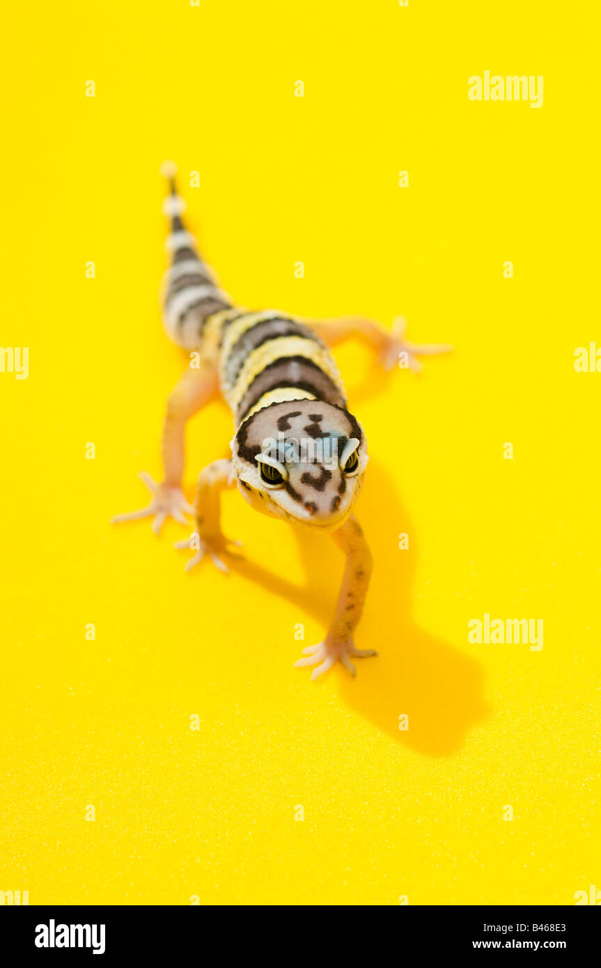 Baby leopard Banque de photographies et d’images à haute résolution Alamy — free download