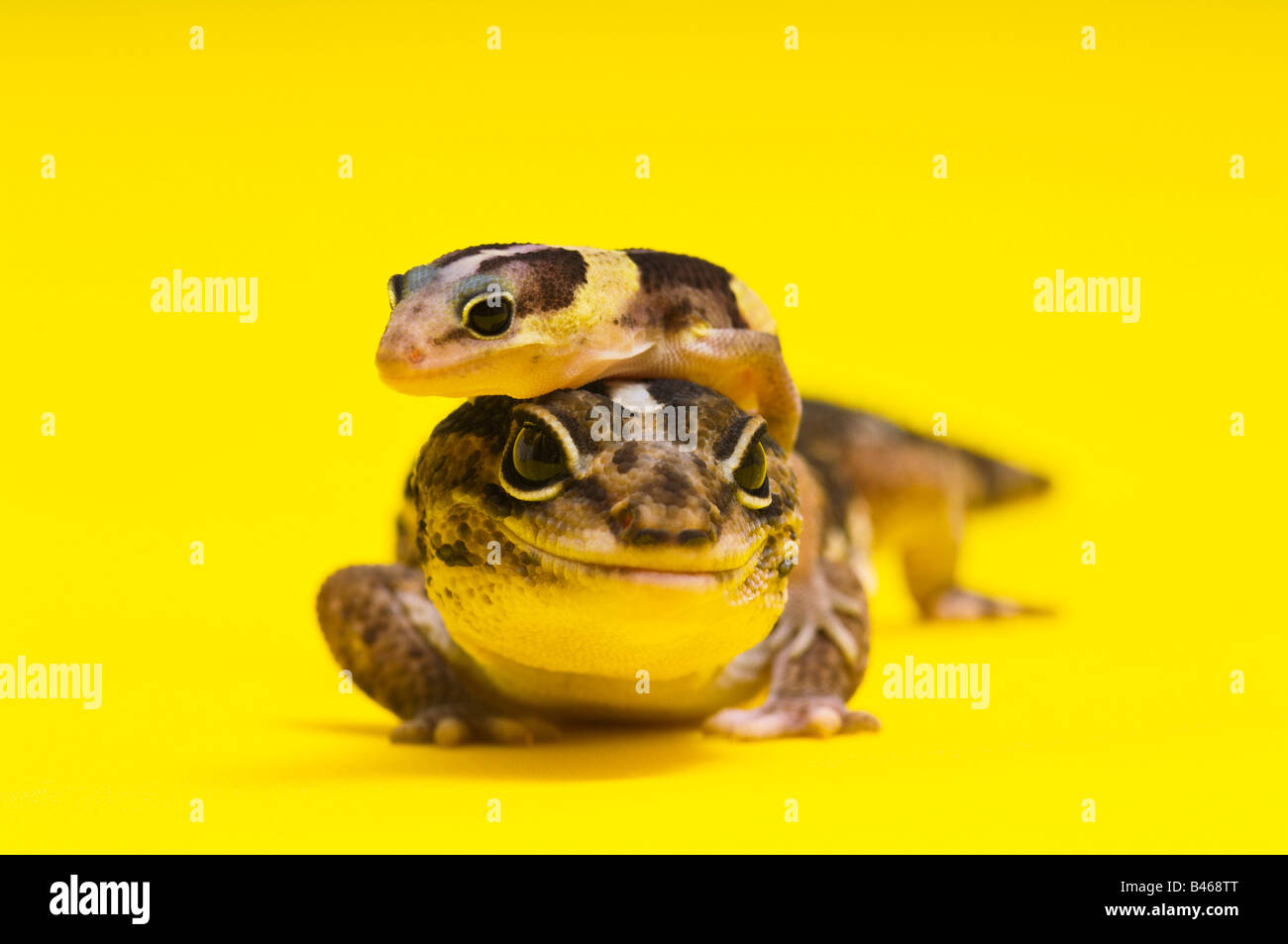 Les geckos Fat-Tailed africains Banque D'Images