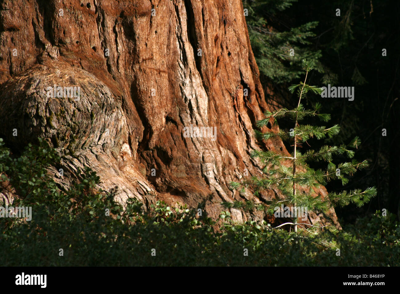 Robert E. Lee,un arbre séquoia géant (Sequoiadendron giganteum) nains,un jeune arbrisseau dans Grant Park Parc national de Kings Canyon Banque D'Images