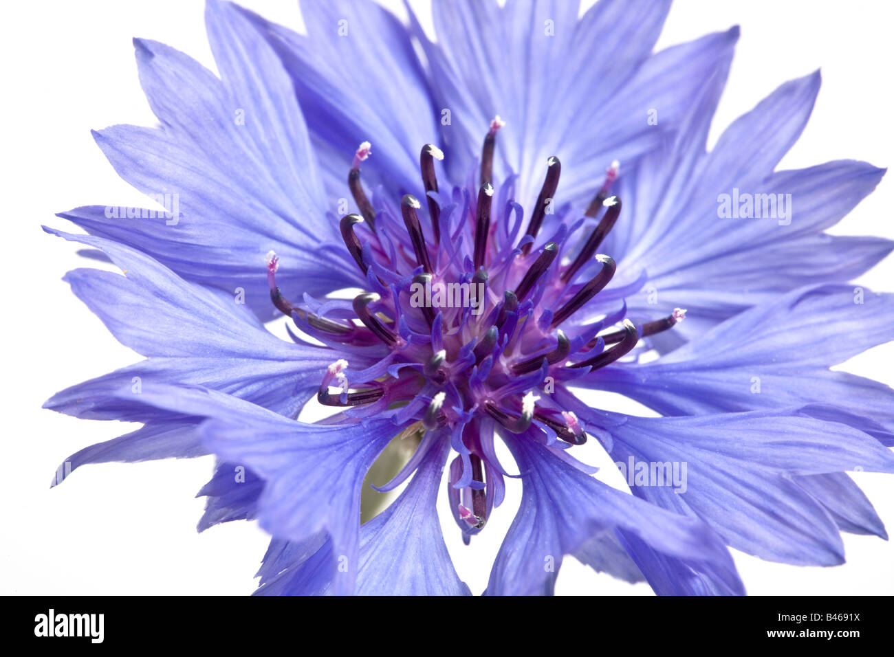 Centaurea cyanus bleuet Banque D'Images