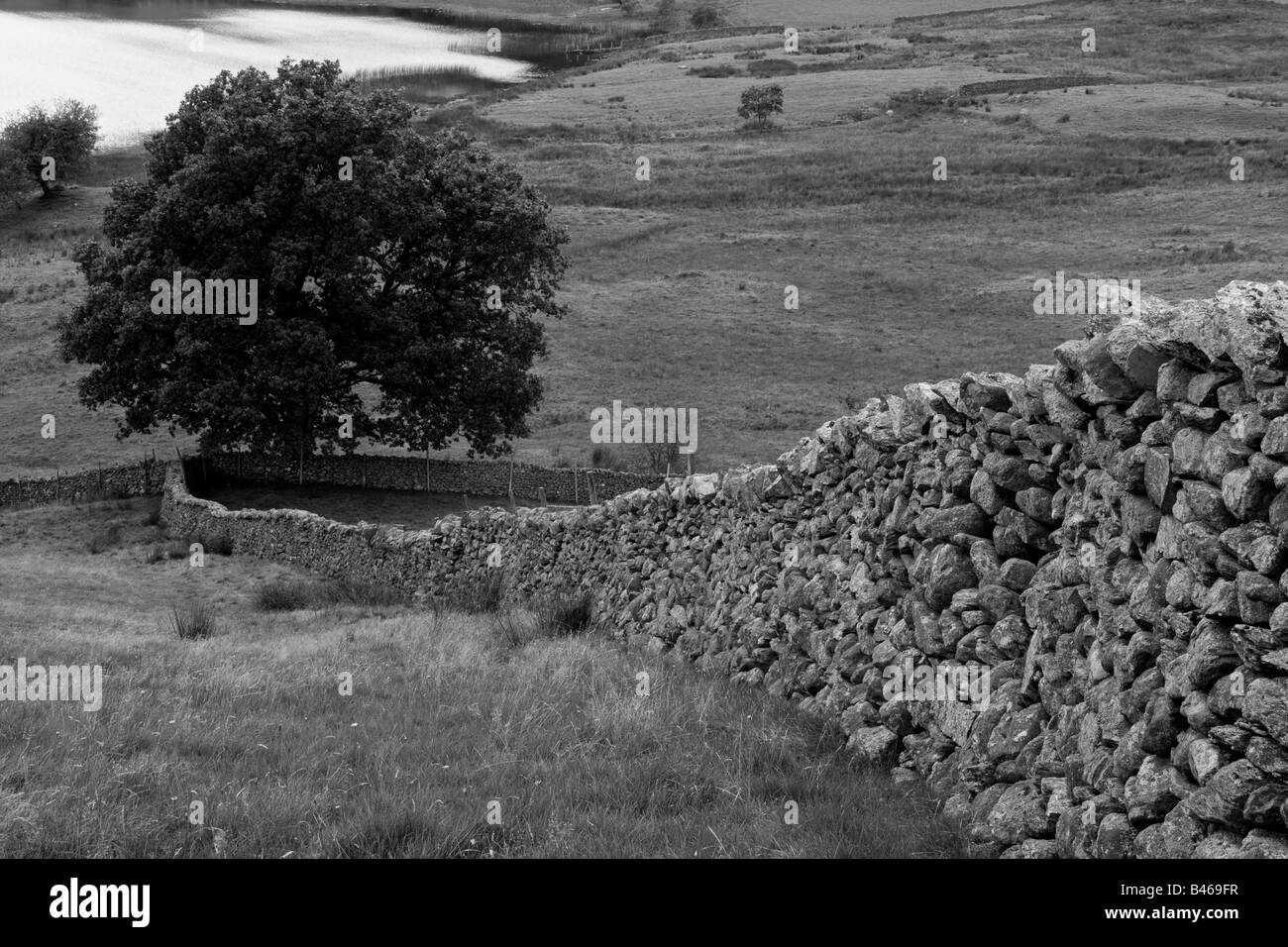 Mur de pierre et l'arbre en peu de Langdale, Lake District, Cumbria, Angleterre Banque D'Images