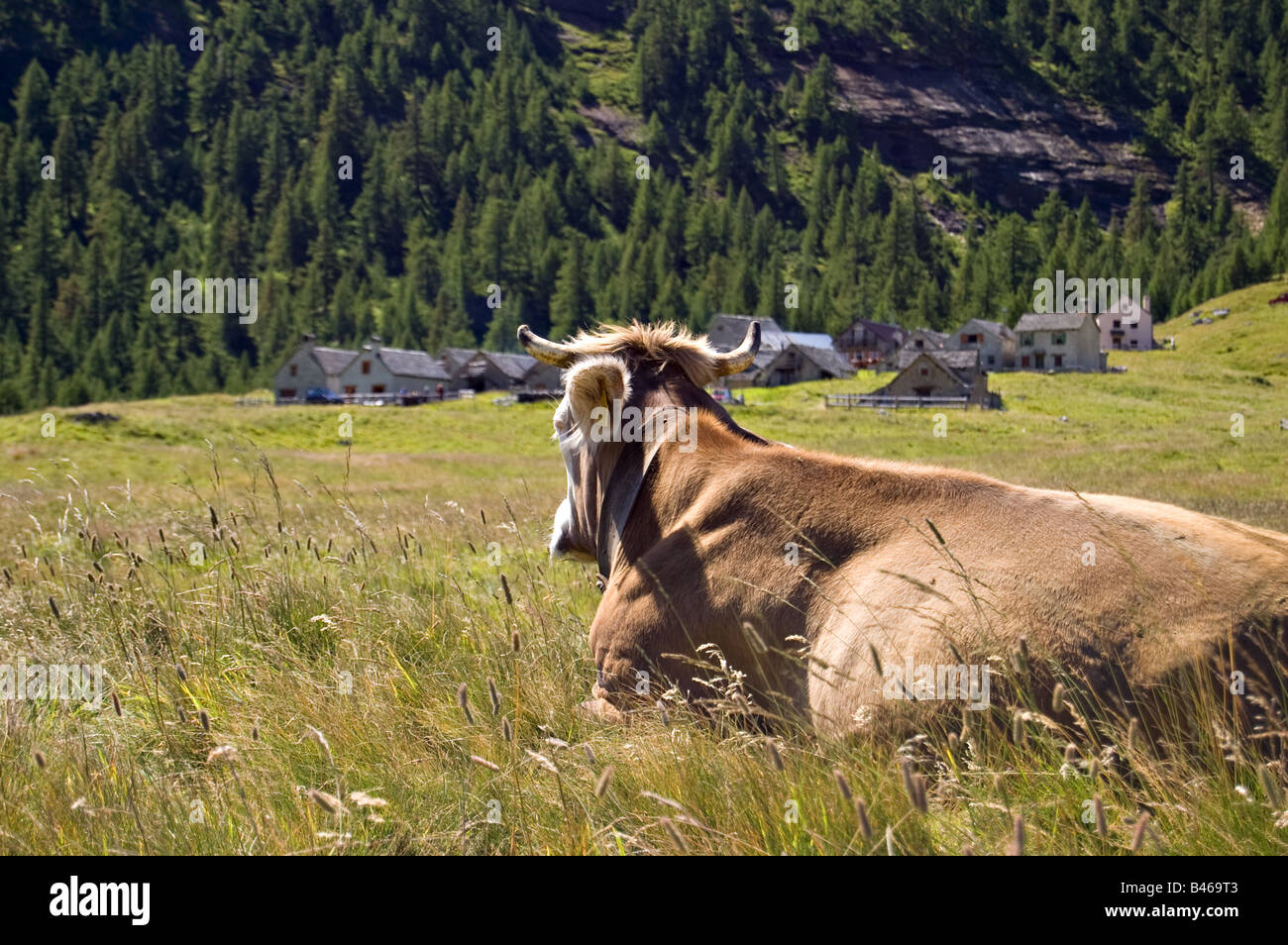 Une vache est au repos dans un alpage Alpe Veglia, parc naturel italien, Piémont Italie Banque D'Images