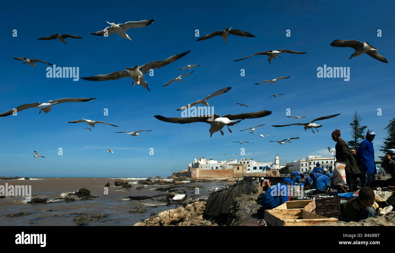 Mouettes au port de pêche, Skala du port, Essaouira, Maroc Banque D'Images