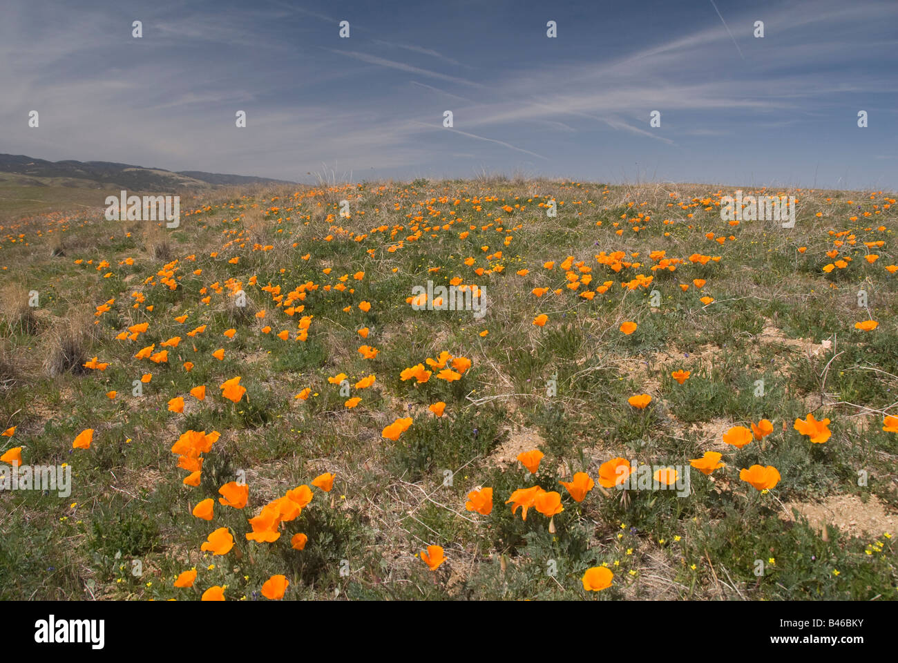 Coquelicots de Californie dans la région de Antelope Valley California Poppy réserver. Banque D'Images