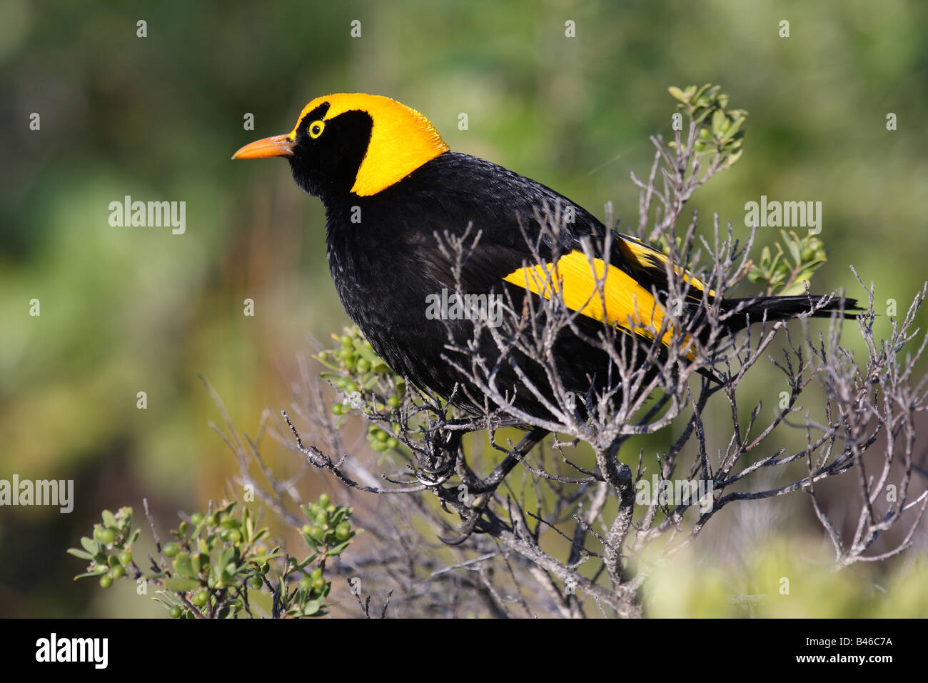 Alimentation oiseau Regent dans une barbe côte-heath ou Pigeon-berry Leucopogon parviflorus shrub Banque D'Images