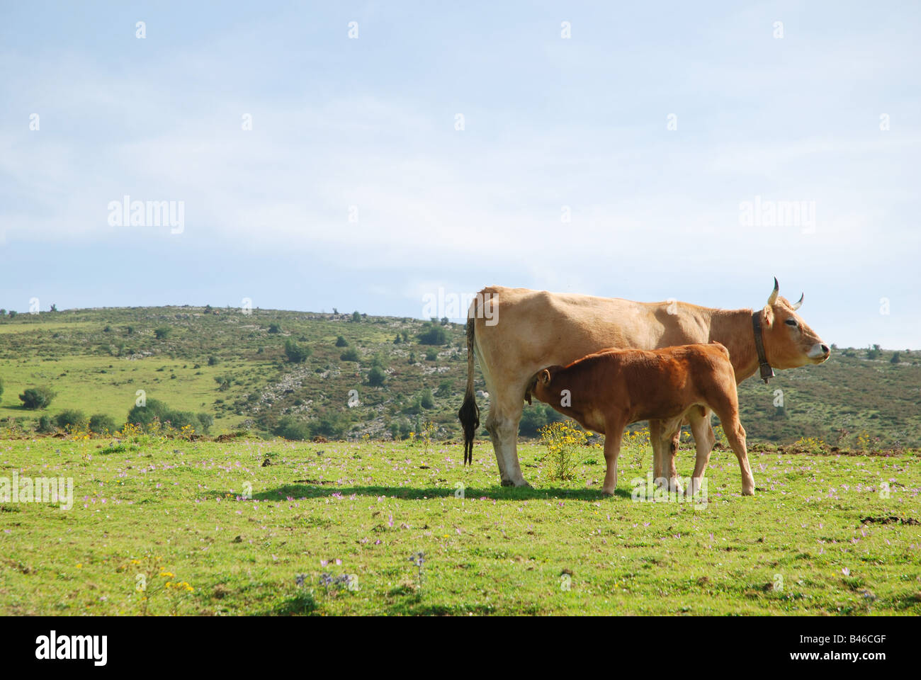 Vache et son veau suckling. Palombera mountain pass. Cantabria province. L'Espagne. Banque D'Images