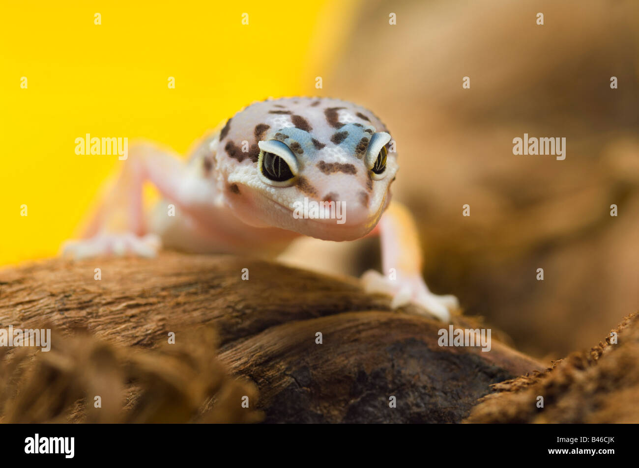 Baby leopard Banque de photographies et d’images à haute résolution Alamy — free download