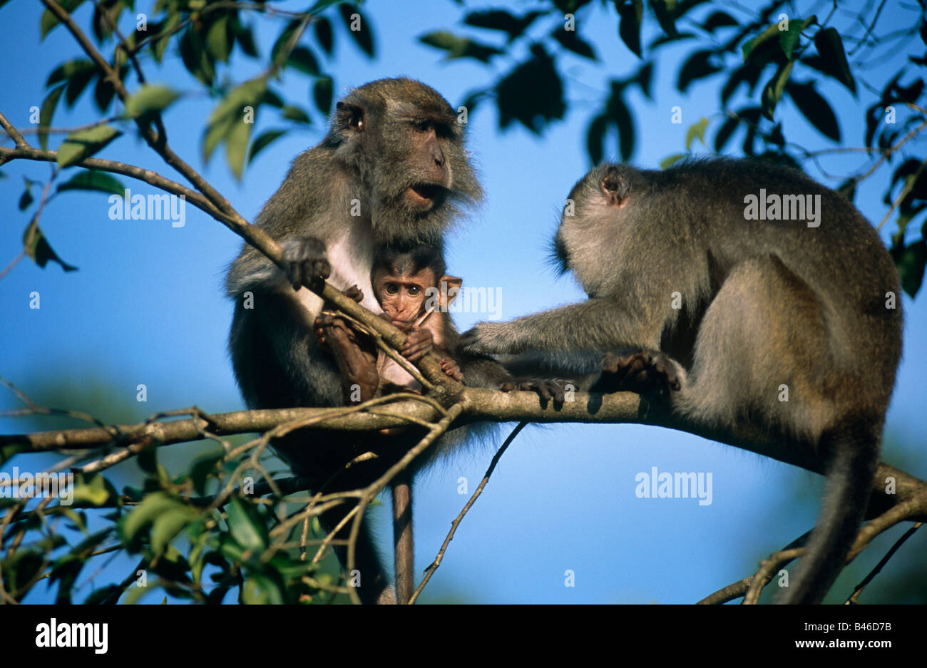 Macaque Monkeys à longue queue avec bébé assis sur la branche, Rimba Lodge, Parc national de Tanjung Puting, West Kotawaringin Regency, Kalimantan, Indonésie Banque D'Images