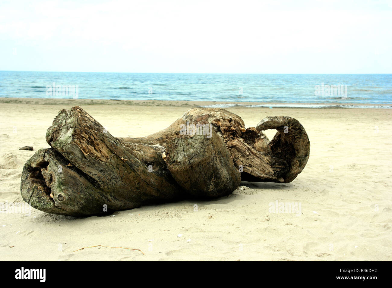 Bois flotté sur la plage de la mer Baltique en Pologne Banque D'Images