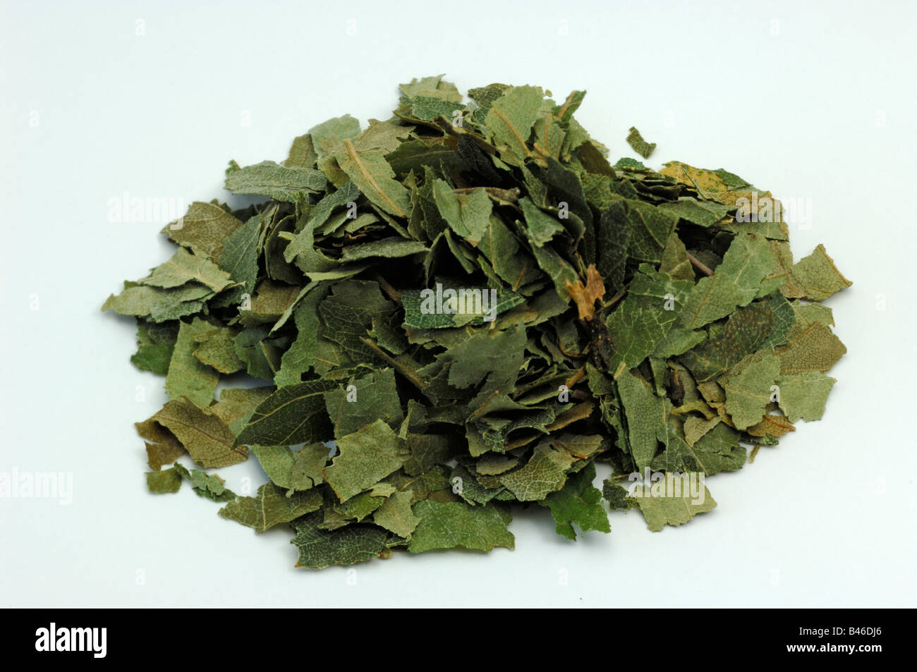 Bouleau blanc européen, le bouleau verruqueux (Betula pendula, Betula verrucosa) Feuilles séchées studio photo Banque D'Images