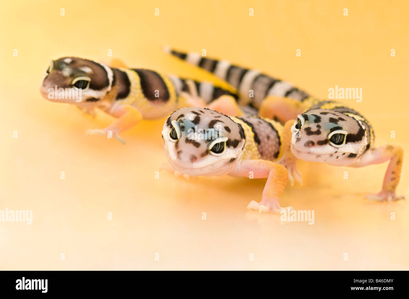 Les geckos léopard bébé Banque D'Images
