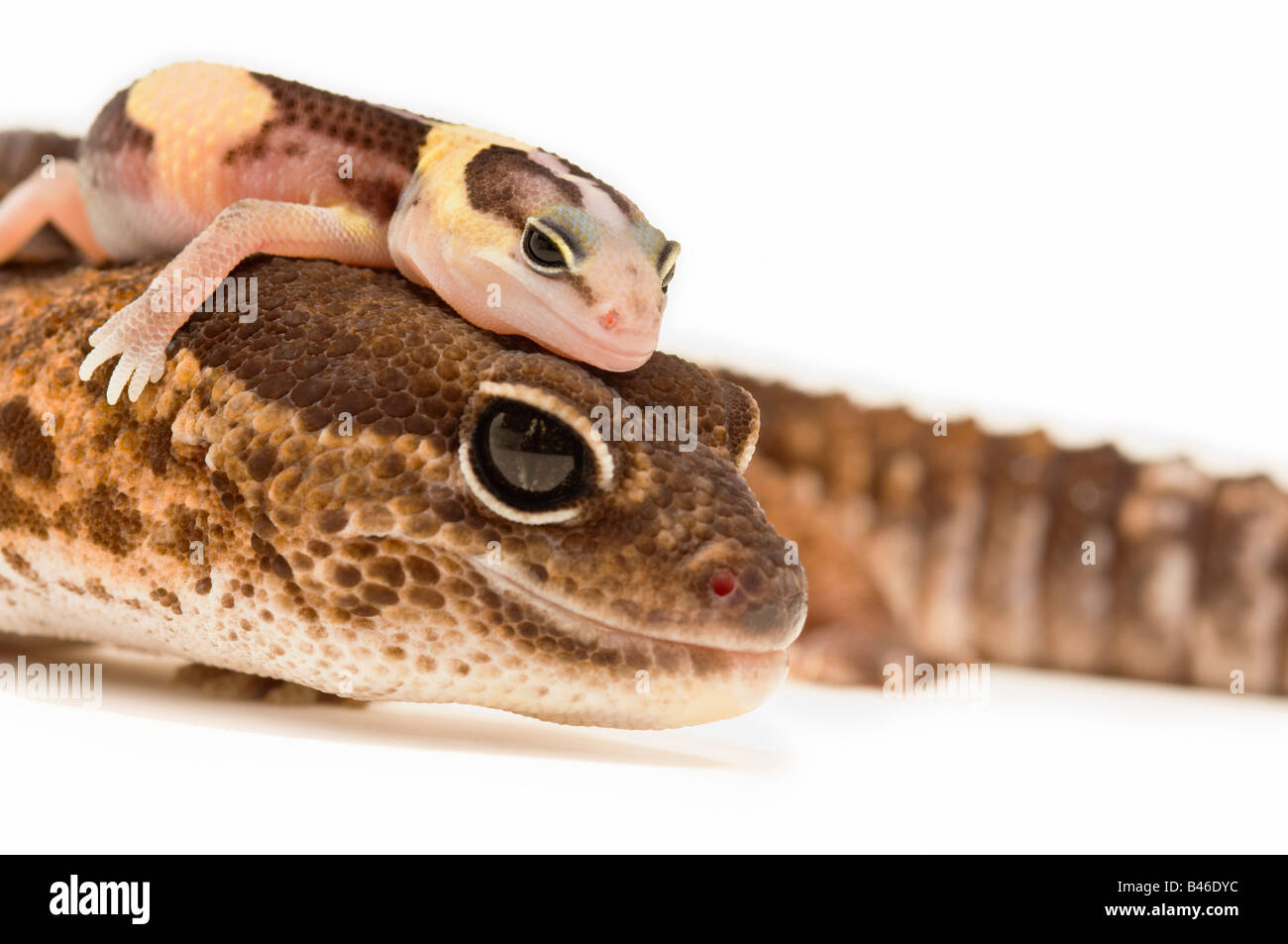 African fat-tailed geckos Banque D'Images